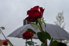 23-04-15-Hochzeit-Pilipp-u-Lisa-046-001